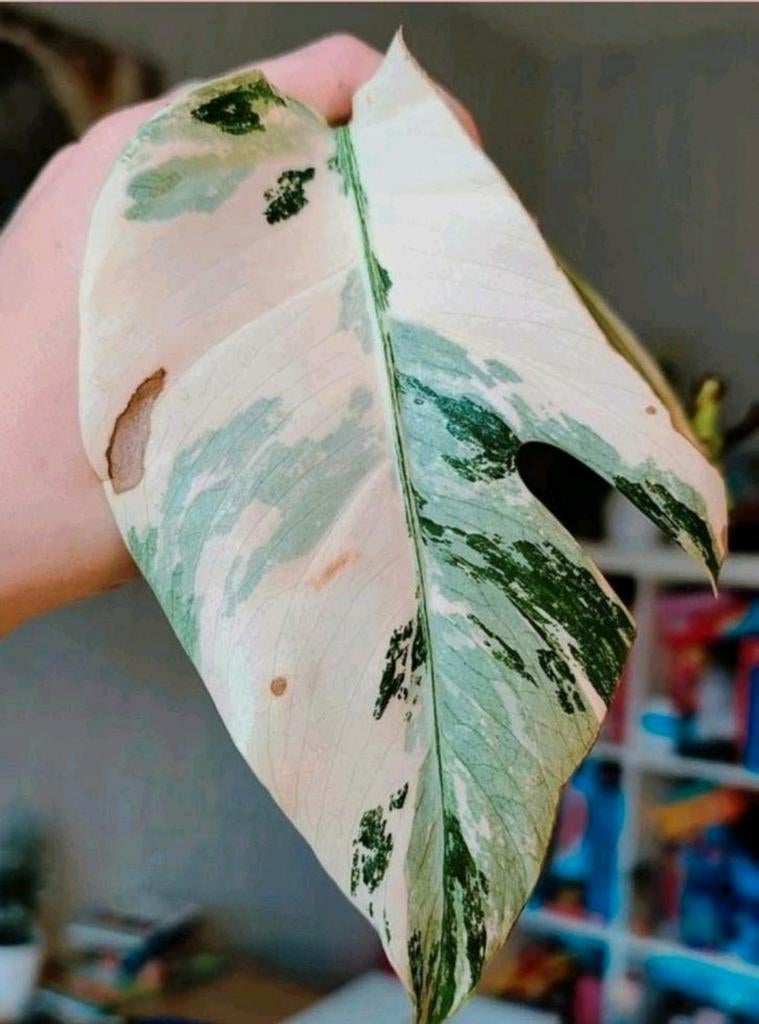 Monstera variegata stek, Huis en Inrichting, Kamerplanten, Ophalen, Halfschaduw, Minder dan 100 cm