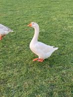 Koppel ganzen, Meerdere dieren, Gans of Zwaan