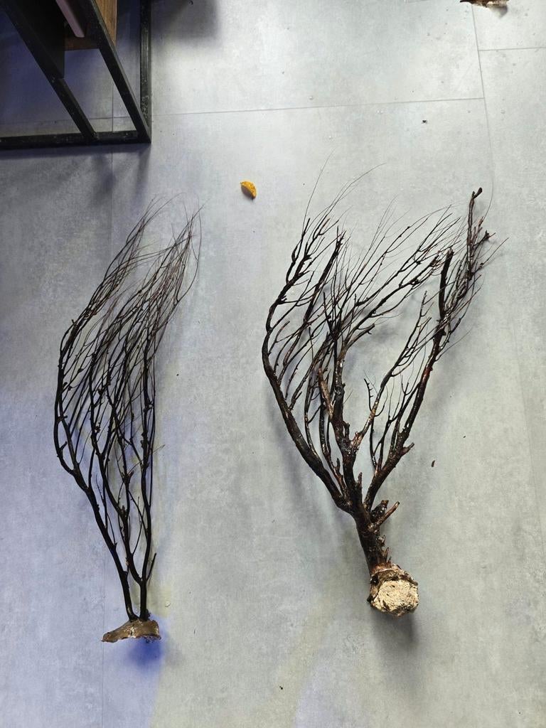 Waaiertakjes in verschillende maten, Ophalen of Verzenden, Overige typen