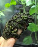 Zoeken Theloderma, Agalychnis, Melanophryniscus, Dieren en Toebehoren, Reptielen en Amfibieën