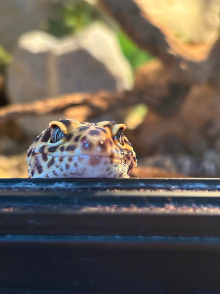 Luipaard gekko, Hagedis, Met terrarium, 3 tot 6 jaar