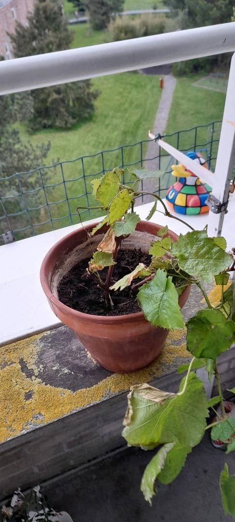 Blauwe druif in kunststof pot, Ophalen