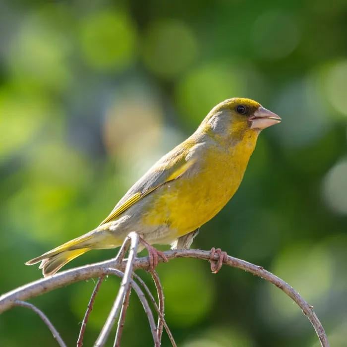 Groenling man, Dieren en Toebehoren, Vogels | Overige Vogels, Mannelijk, Wildzangvogel, Geringd