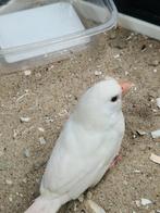 tropische vogel s kooi vogelkooi volière, Mannelijk