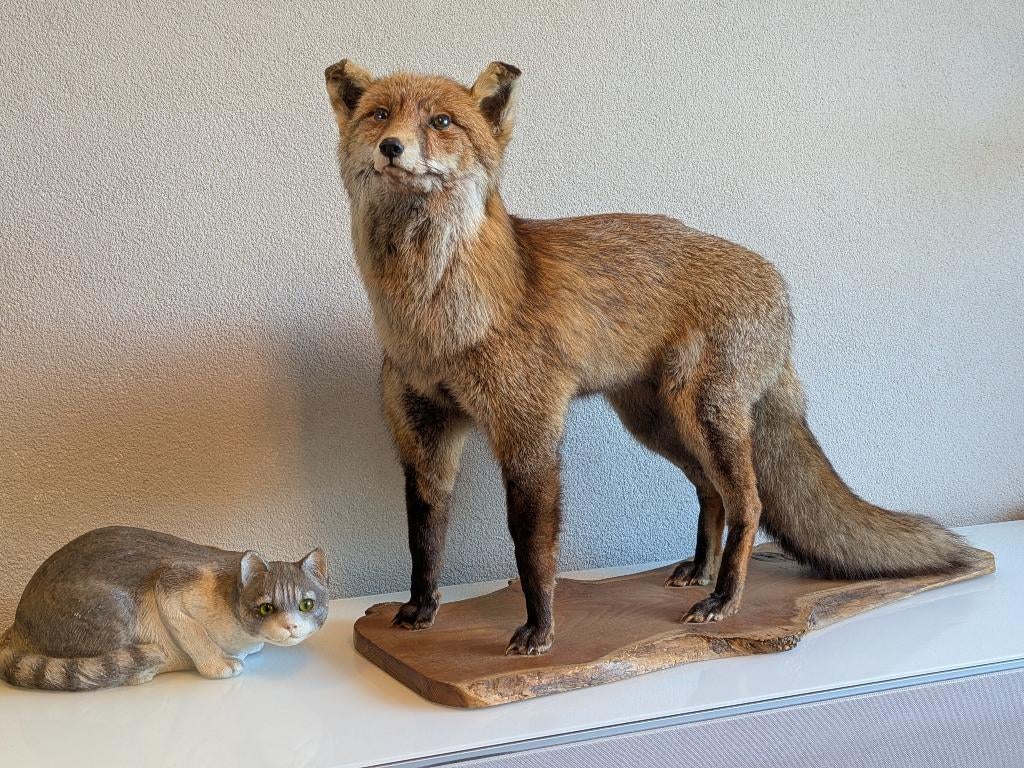 Opgezette vos Taxidermie, Verzamelen, Ophalen, Zo goed als nieuw, Wild dier, Opgezet dier