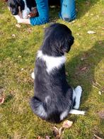 Friese Stabij pups, 8 tot 15 weken, Meerdere, Nederland, Fokker | Hobbymatig