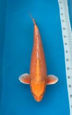 3x koi, Karper of Koi