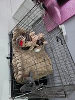 Complete puppy starterset. Koop alles in één keer!, Ophalen of Verzenden, Nieuw