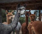 Te koop diverse alpaca hengsten, Juli, Mannelijk