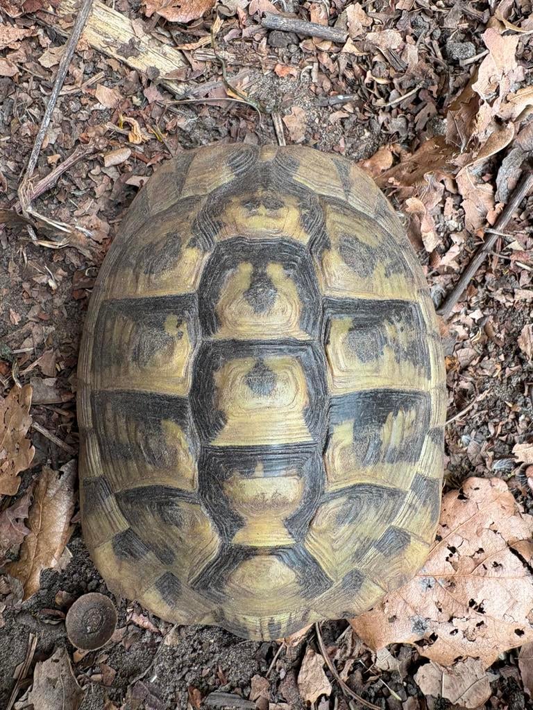 Testudo hermanni hermanni 1.1.1, Dieren en Toebehoren, Schildpad, 11 jaar of ouder