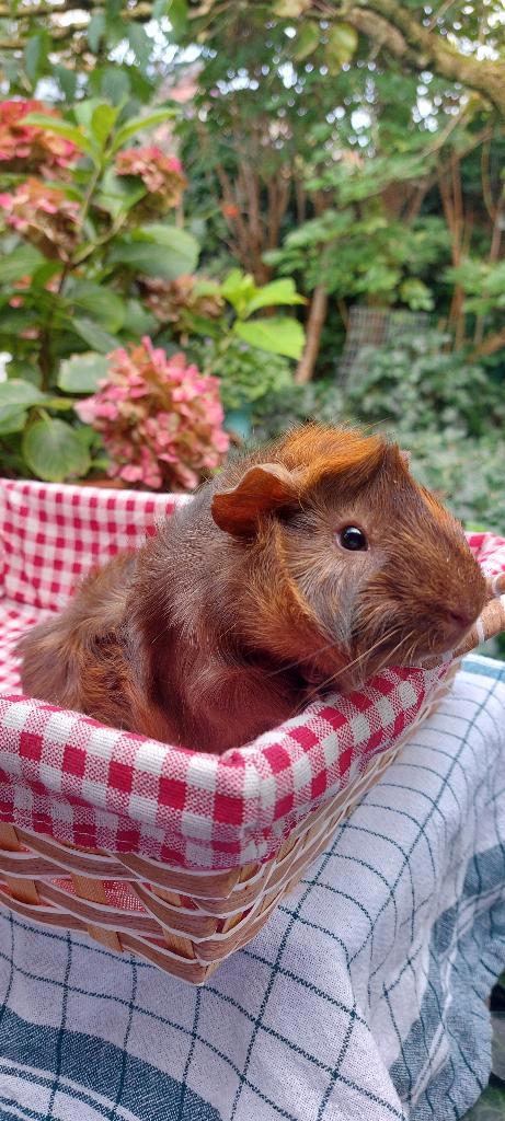 Brammie, Dieren en Toebehoren, Knaagdieren, Mannelijk, Cavia, Juni