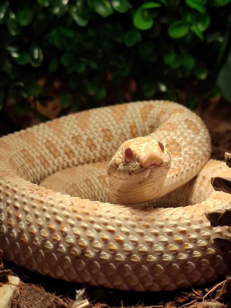GEZOCHT haakneus vrouw, Dieren en Toebehoren, Reptielen en Amfibieën, 0 tot 2 jaar