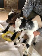 2 dwerggeiten lammetjes., Mannelijk, Geit