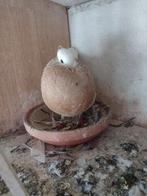 Sierduiven Thüringen kroppers, Meerdere dieren, Kropper