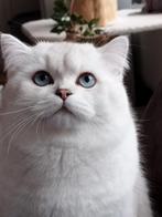 Brisekorthaar dekken kater met stamboom