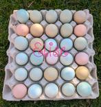 Broedeieren easter eggers olijfleggers kleurleggers kippen, Dieren en Toebehoren