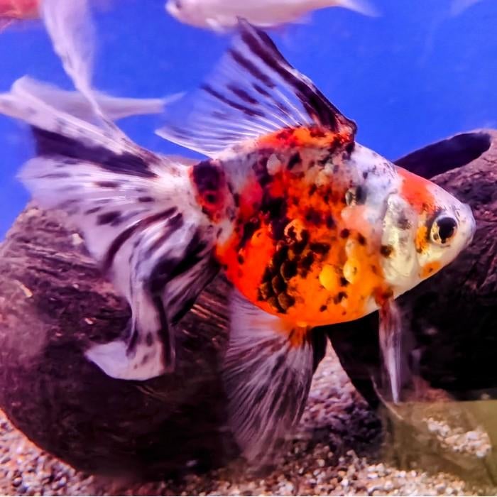 Carrasius auratus, Dieren en Toebehoren, Vis
