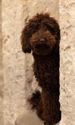 Dekreu choco bruin Mini Poedel  met stamboom, Dieren en Toebehoren, Honden | Chihuahua's en Gezelschapshonden, Poedel, Fokker | Hobbymatig