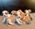 Boerboel pups G Ysterberg Mastiff is geen mix, Dieren en Toebehoren, Parvo, Overige rassen, 8 tot 15 weken, Meerdere