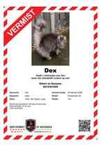 Vermist kat grijs half lang tot lang haar Tuk Steenwijk, Kat