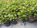 Witte hortensia’s (grote pot 10L) NU 15,- SUPERKOOP!!, Overige soorten, Vaste plant, Ophalen of Verzenden, Halfschaduw