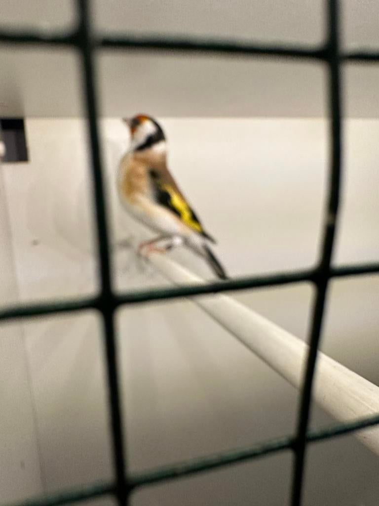 Een paar majors te koop, Dieren en Toebehoren, Vogels | Kanaries, Meerdere dieren