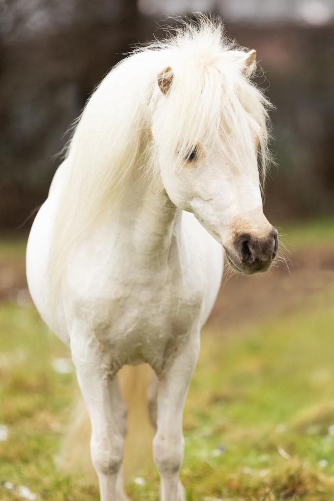 Mini shet vol papier, Dieren en Toebehoren, Pony's, Hengst, A pony (tot 1.17m), 3 tot 6 jaar, Met stamboom, Gechipt, Ontwormd