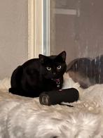 Een kat van anderhalf jaar oud, niet gevaccineerd., Ophalen of Verzenden