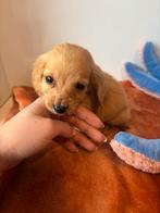 Dwerg teckel pup STAMBOOM, België, Particulier, 8 tot 15 weken, Dwerg