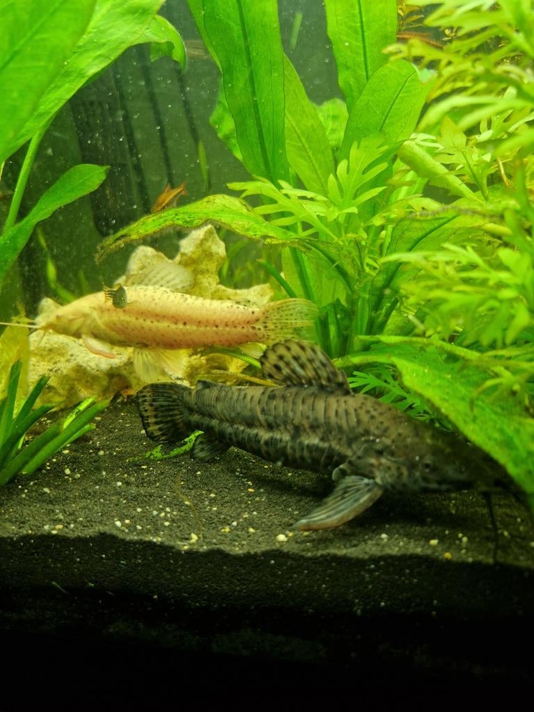 Kwi kwi meervallen, Dieren en Toebehoren, Vissen | Aquariumvissen, Vis