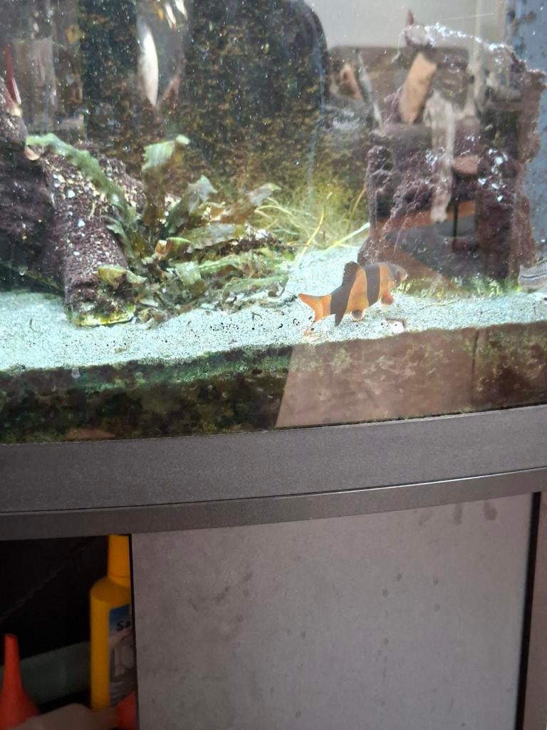 Juwel aquarium vision 180ltr, Ophalen, Leeg aquarium