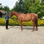 Lieve 3-jarige merrie te koop, Dieren en Toebehoren, Paarden, Merrie, Minder dan 160 cm, Niet van toepassing, 3 tot 6 jaar