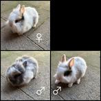 Dwergkonijntje leeuwenkopje, Dieren en Toebehoren, Konijnen, Meerdere dieren, Dwerg