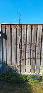 Appelboom 'Jonagold' leiboom, ca. 2.60m hoog, Tuin en Terras, Planten | Fruitbomen, Ophalen