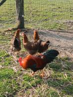 Welsumer, Mannelijk, Kip