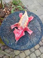 Handgemaakte Marokkaanse Salamander Decoratie, Ophalen of Verzenden