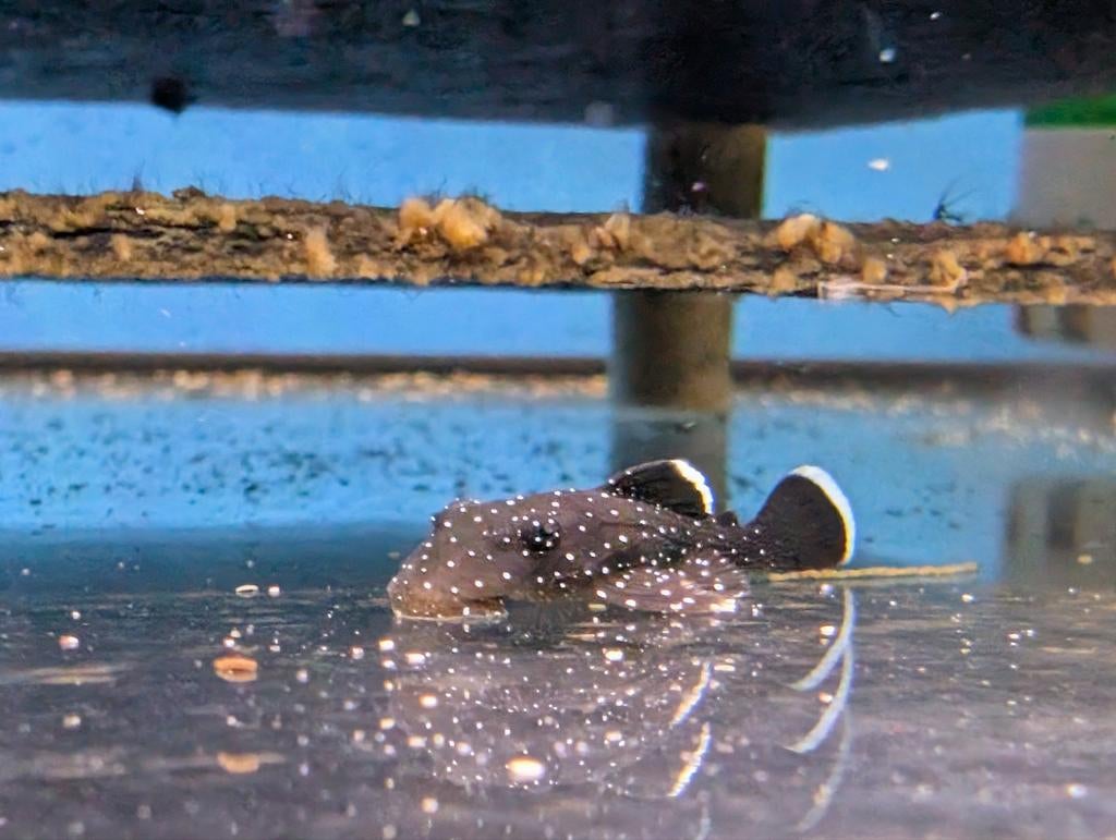 L181 Peppermint pleco, Dieren en Toebehoren