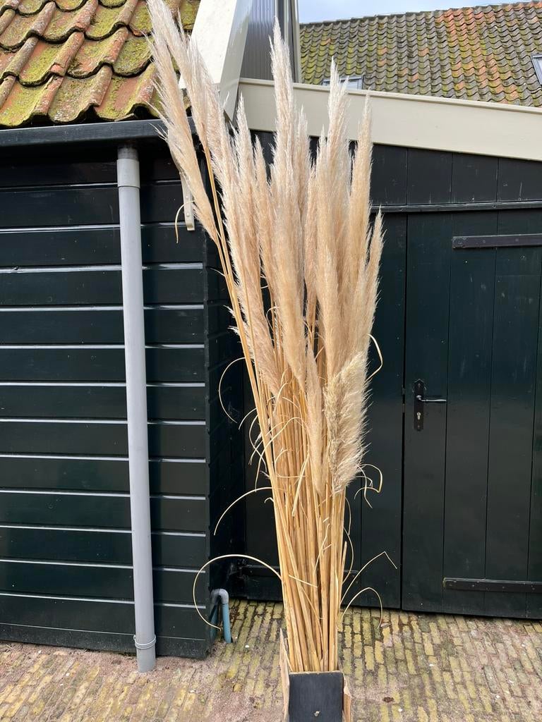 Ca 50 stuks Pampasgras pluimen, Ophalen of Verzenden, Nieuw