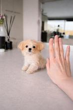 Maltipoo, Teacup - 1 kilo, pups ( Toy Poedel/Maltezer), Dieren en Toebehoren, Honden | Chihuahua's en Gezelschapshonden, Particulier