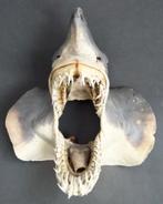 Taxidermi Opgezette Haai Kop Spitsneushaai Zandhaai, Ophalen of Verzenden, Gebruikt, Wild dier, Opgezet dier