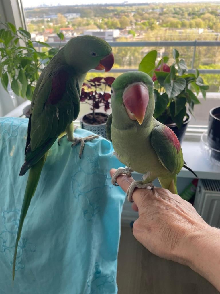 Alexander parkiet koppel, Dieren en Toebehoren, Vogels | Parkieten en Papegaaien, Meerdere dieren, Parkiet, Tam