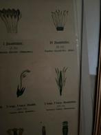 Kleuren litho‘s Schoolplaten, Ophalen of Verzenden, Natuur en Biologie