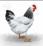 Jonge leghennen, leg kippen in verschillende kleuren, Vrouwelijk, Kip