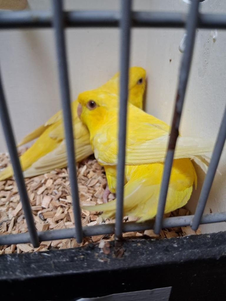 Meerdere koppels catharina parkieten, Dieren en Toebehoren, Vogels | Parkieten en Papegaaien, Meerdere dieren, Parkiet