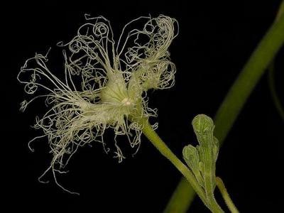 Caudex Odosicyos Bosseri herkomst Madagaskar potmaat 12cm, Huis en Inrichting, Overige soorten, Ophalen of Verzenden, In pot, Minder dan 100 cm