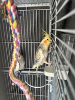 2 valkparkieten Yellow&Shadow, Parkiet