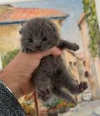 Britse Korthaar Kittens, Kater, Ontwormd, 0 tot 2 jaar