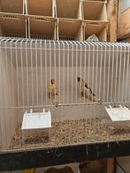 Te koop majoor putter mannen, Dieren en Toebehoren, Mannelijk, Wildzangvogel