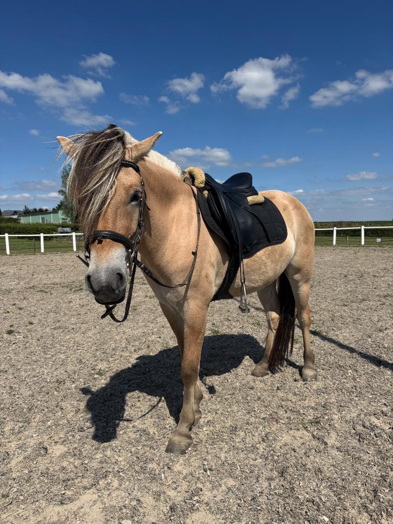Fjord paard te koop, Dieren en Toebehoren, Ruin