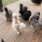 Zijdehoender hanen van 2025, Dieren en Toebehoren, Mannelijk, Kip